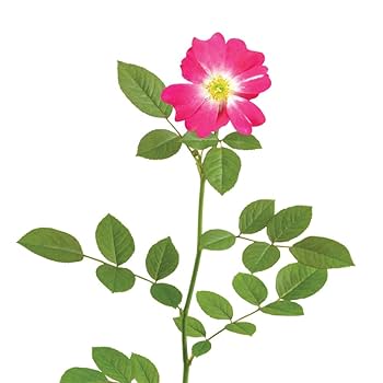 Amazon.com : Perfect Plants Pink Drift Rose 1 Gallon, Live
